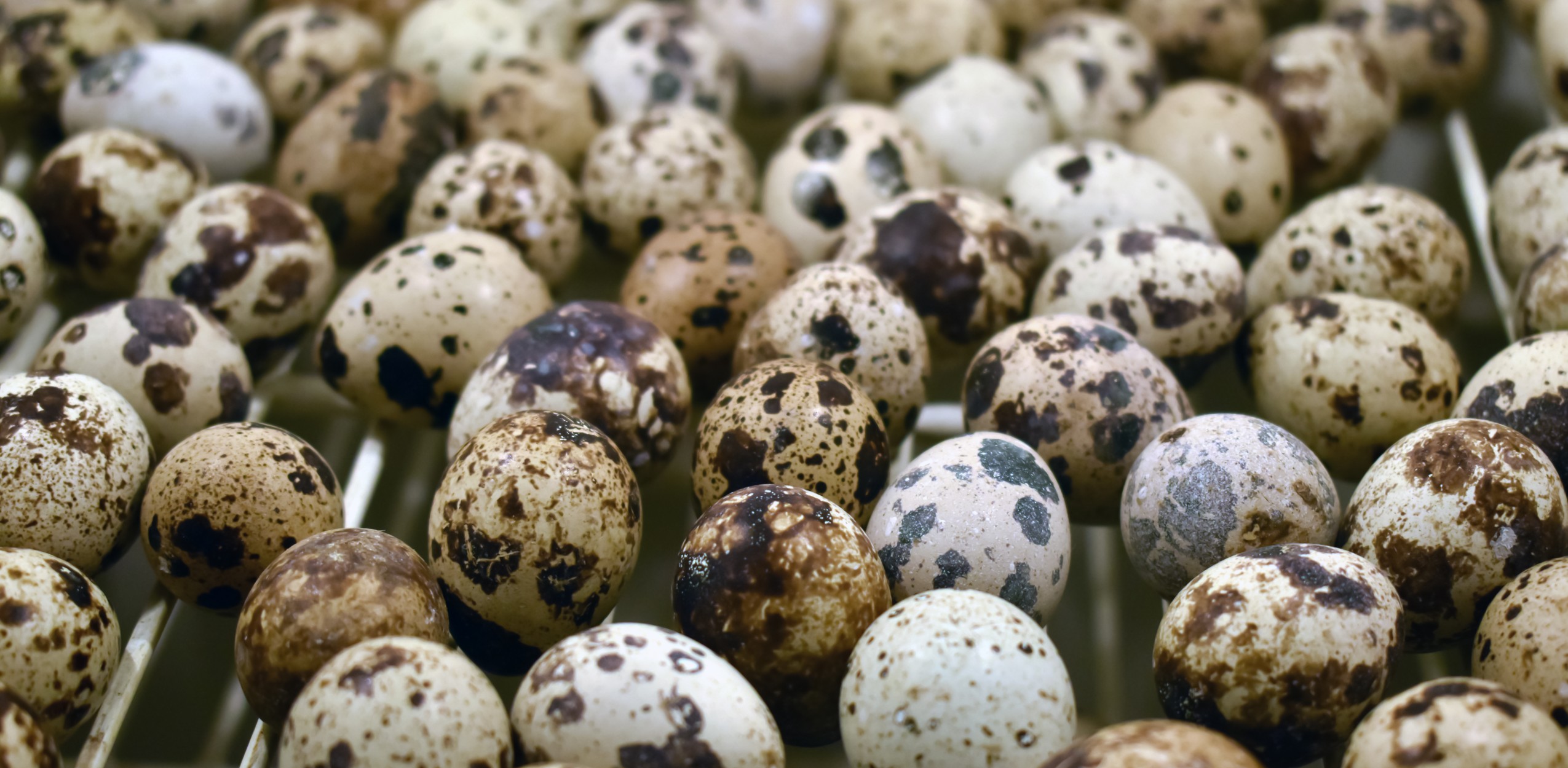 closeup-shot-pile-fresh-quail-eggs.jpg
