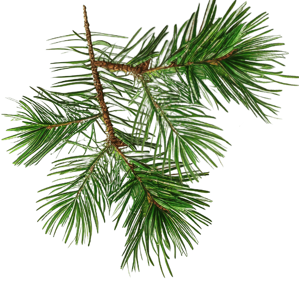 Christmas pine branch