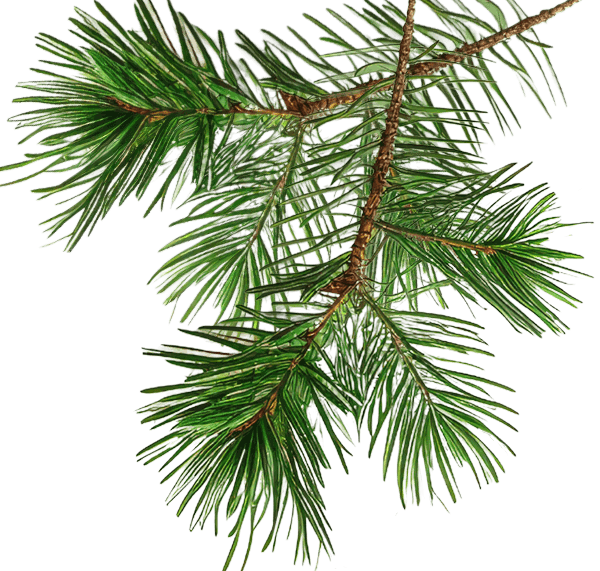 Christmas pine branch